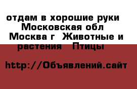 отдам в хорошие руки - Московская обл., Москва г. Животные и растения » Птицы   